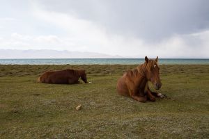 central asia kirghizistan stefano majno horses bones.jpg